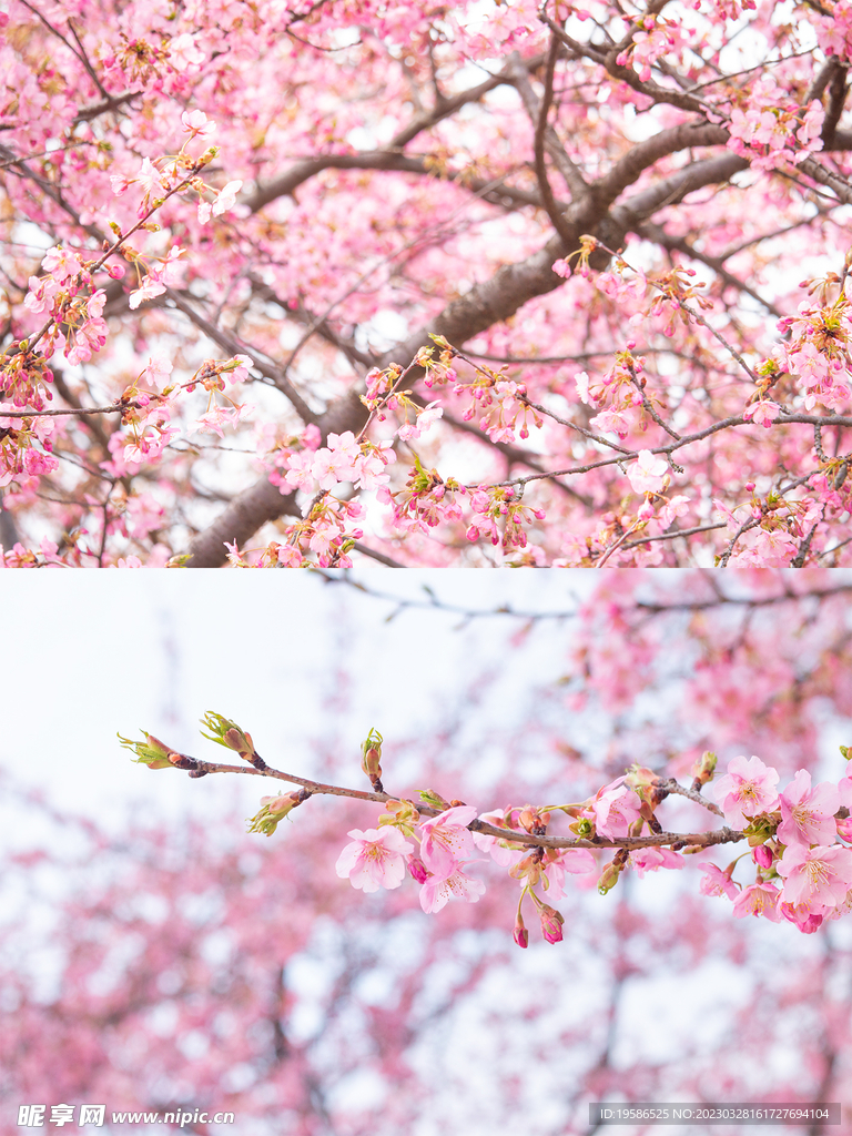 樱花