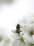 蜜蜂采蜜