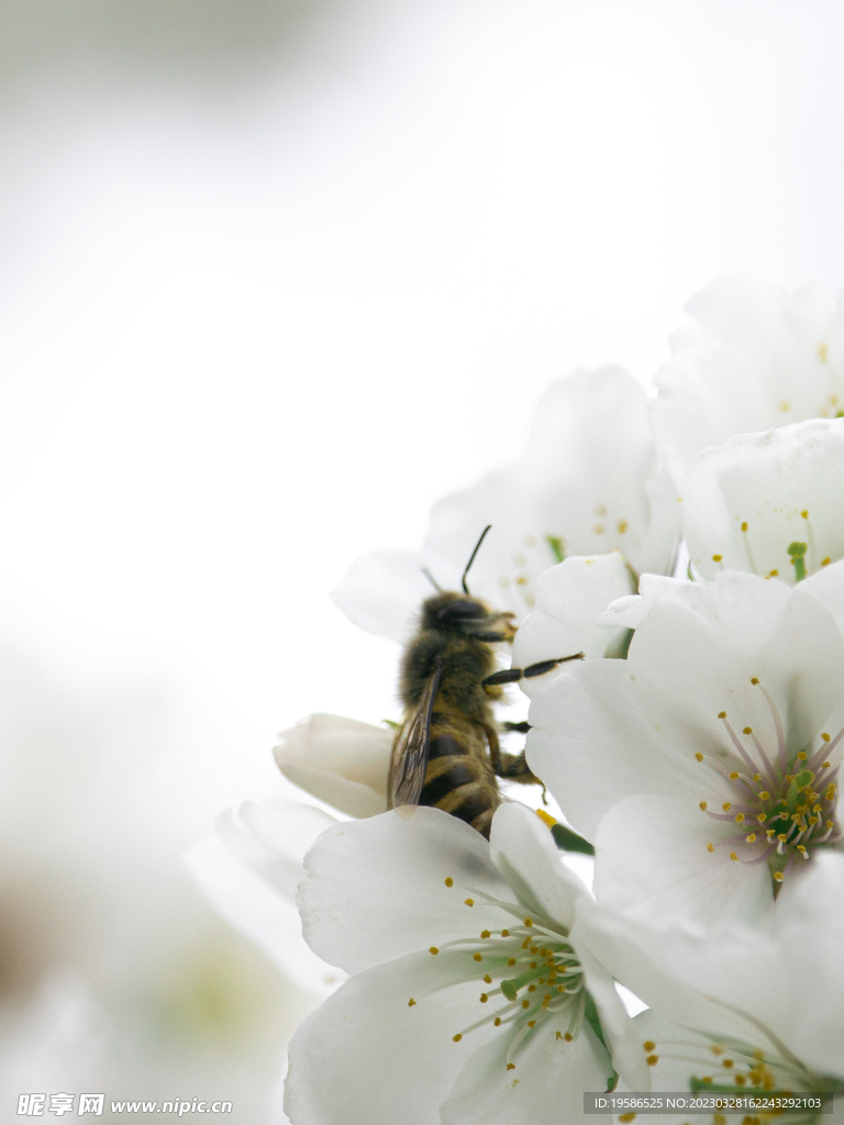 蜜蜂采蜜