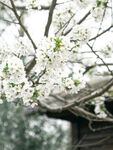 大岛樱