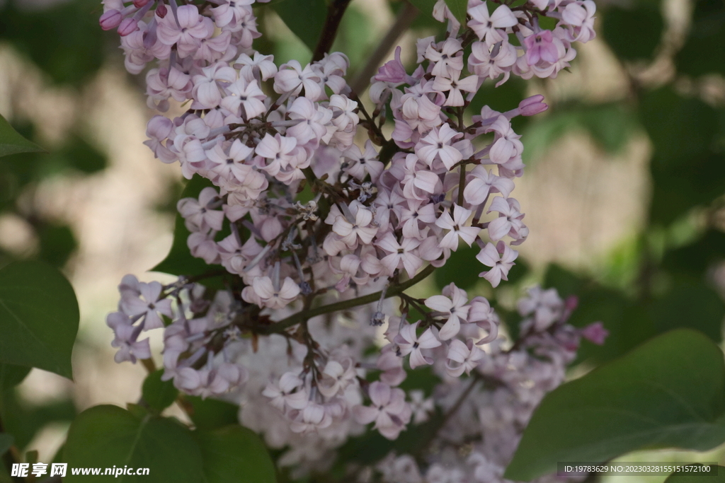 丁香花