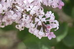 丁香花