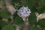 丁香花
