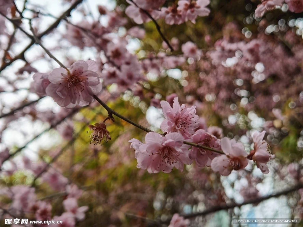 梅花