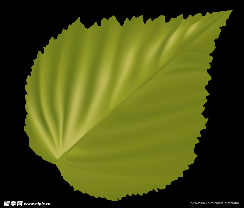 绿色叶子PNG免抠素材