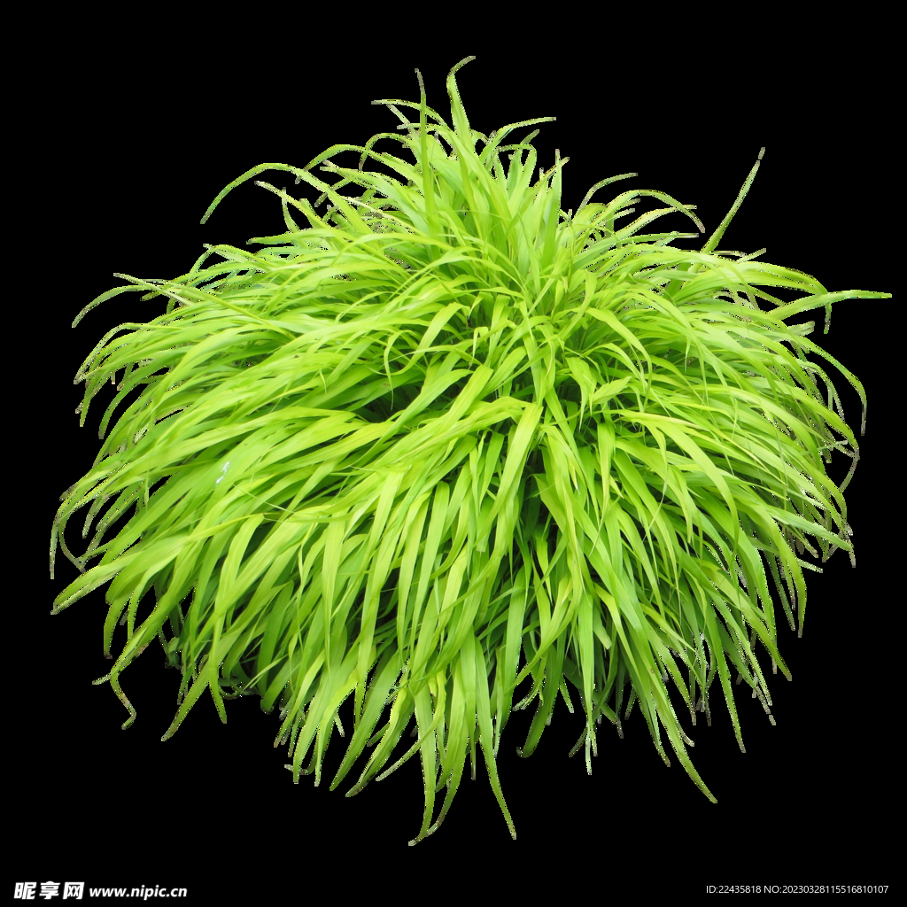 绿色草丛植物素材图片