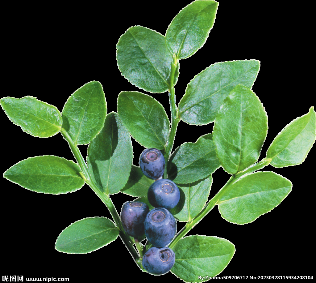 蓝莓PNG免扣水果素材