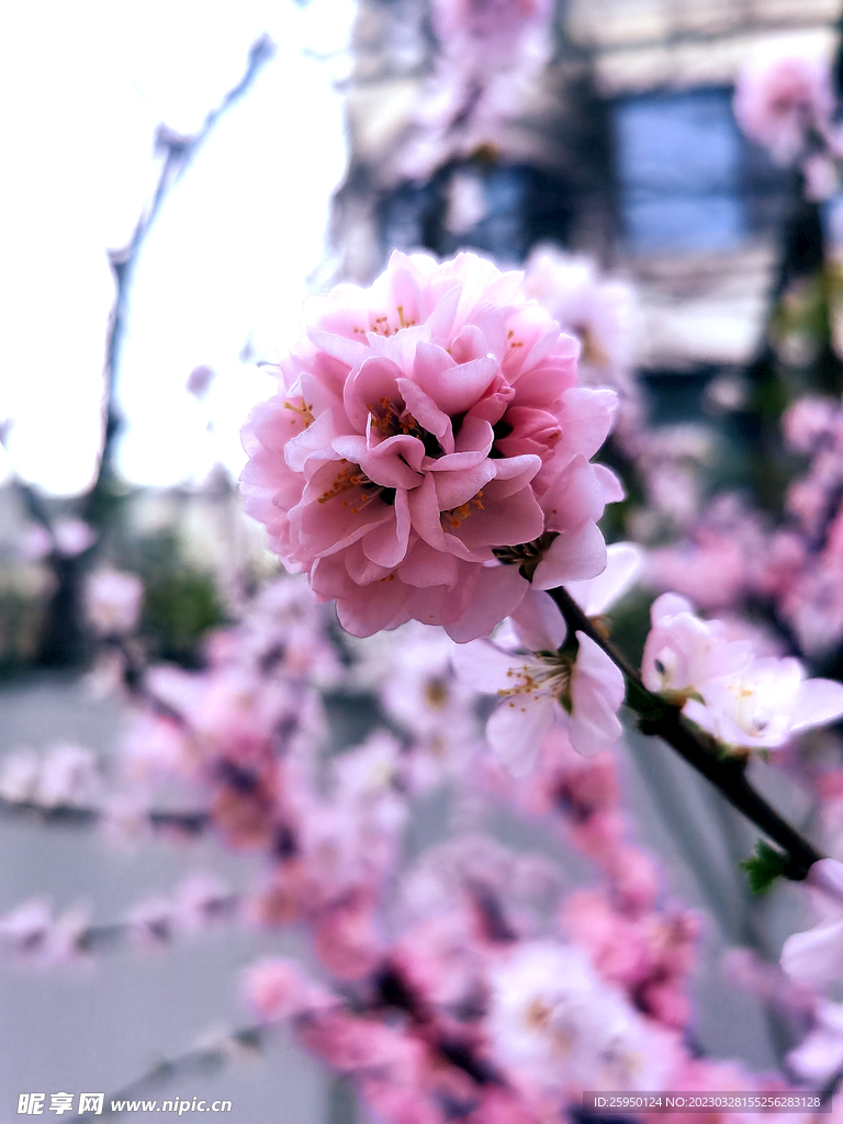 樱花