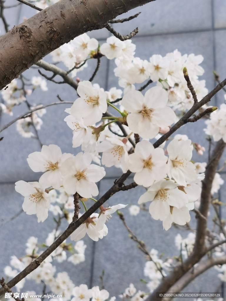樱花