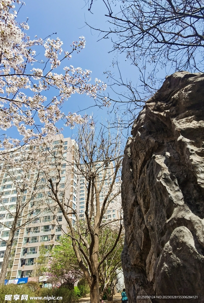 樱花