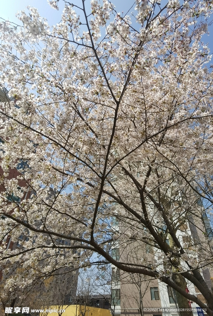 樱花