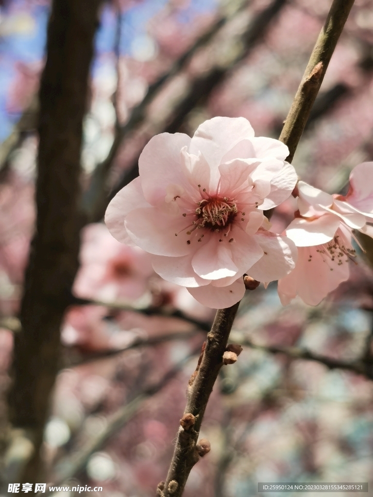 樱花