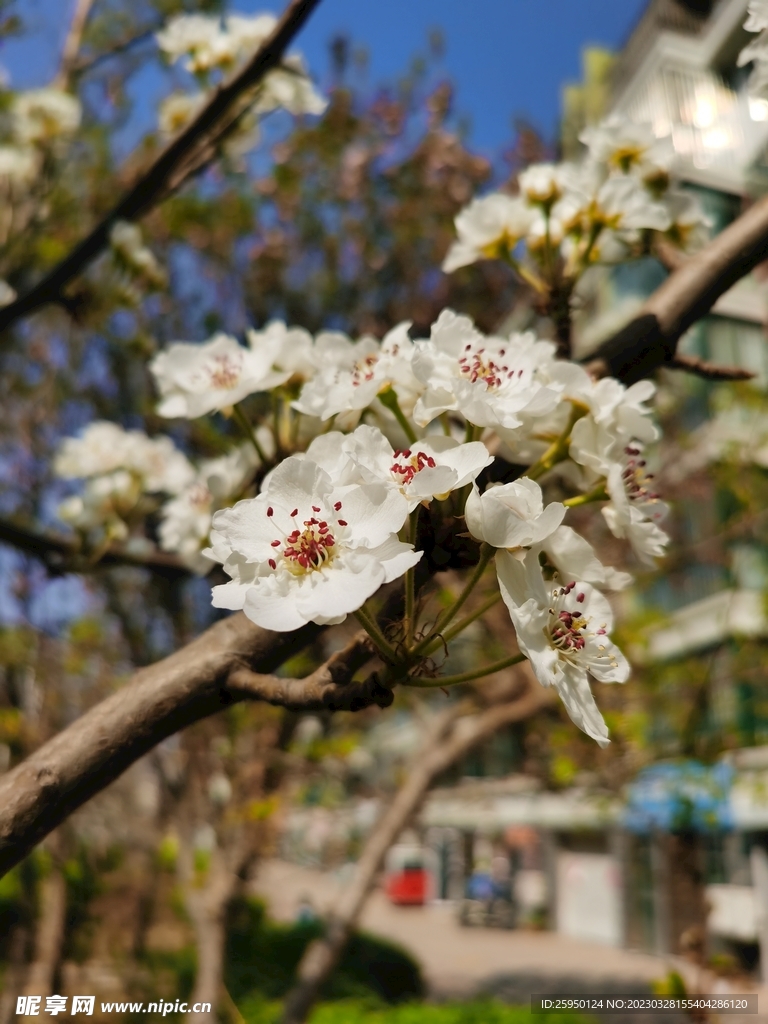梨花