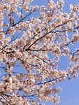樱花树