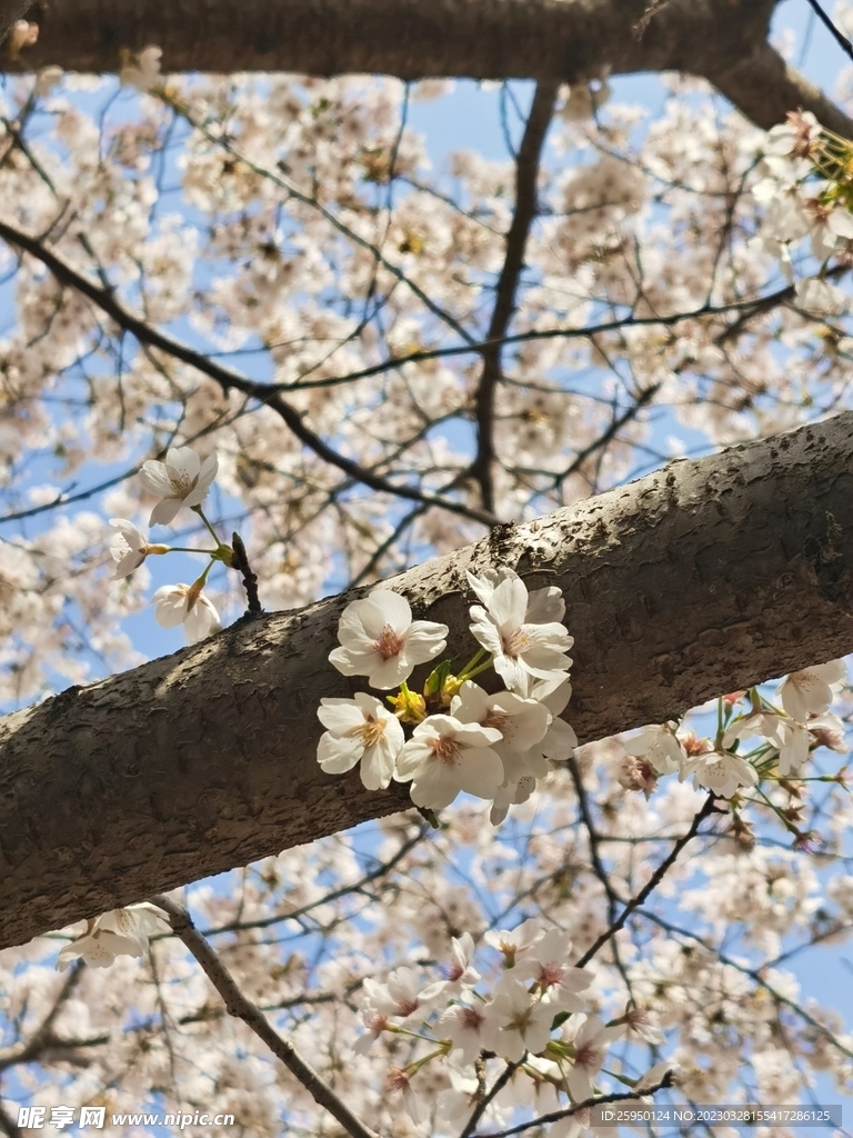 樱花