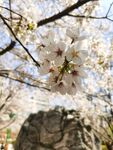 樱花树