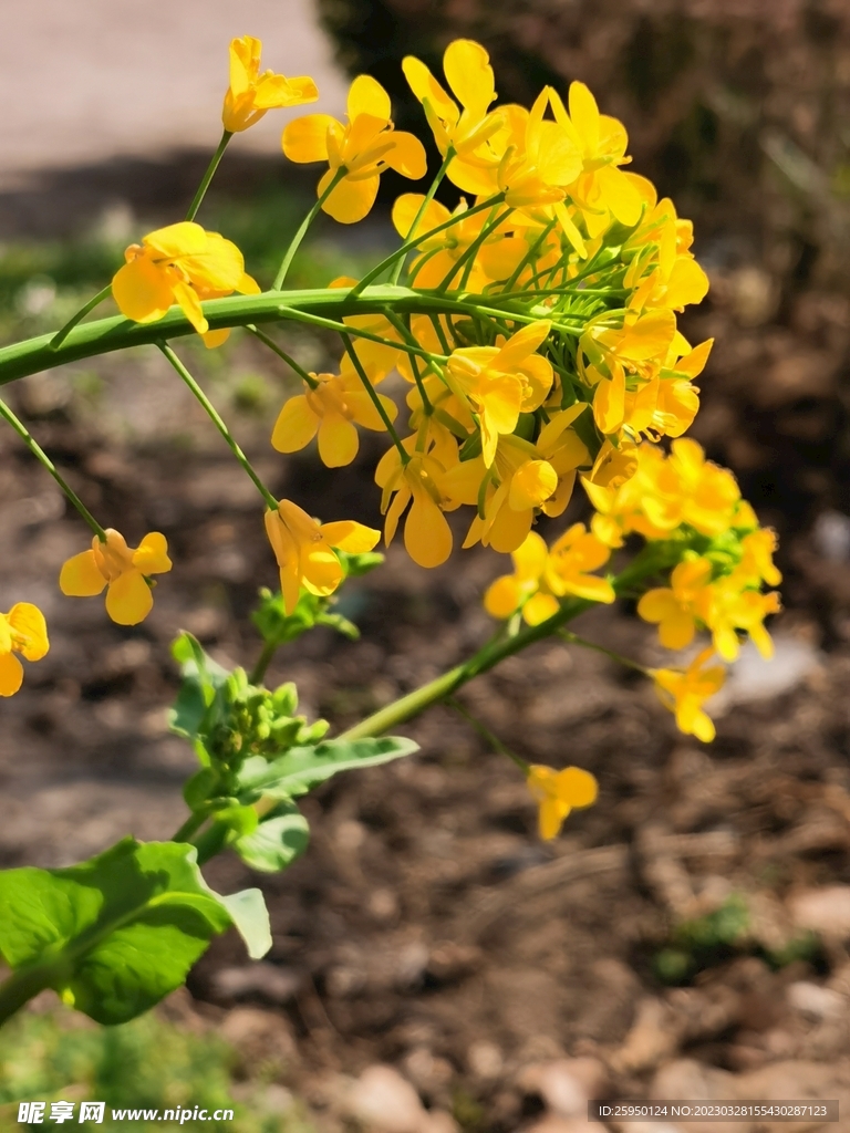 油菜花