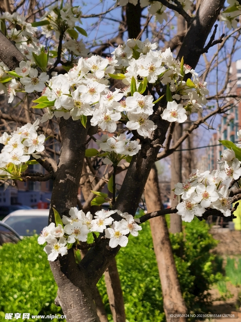 梨花