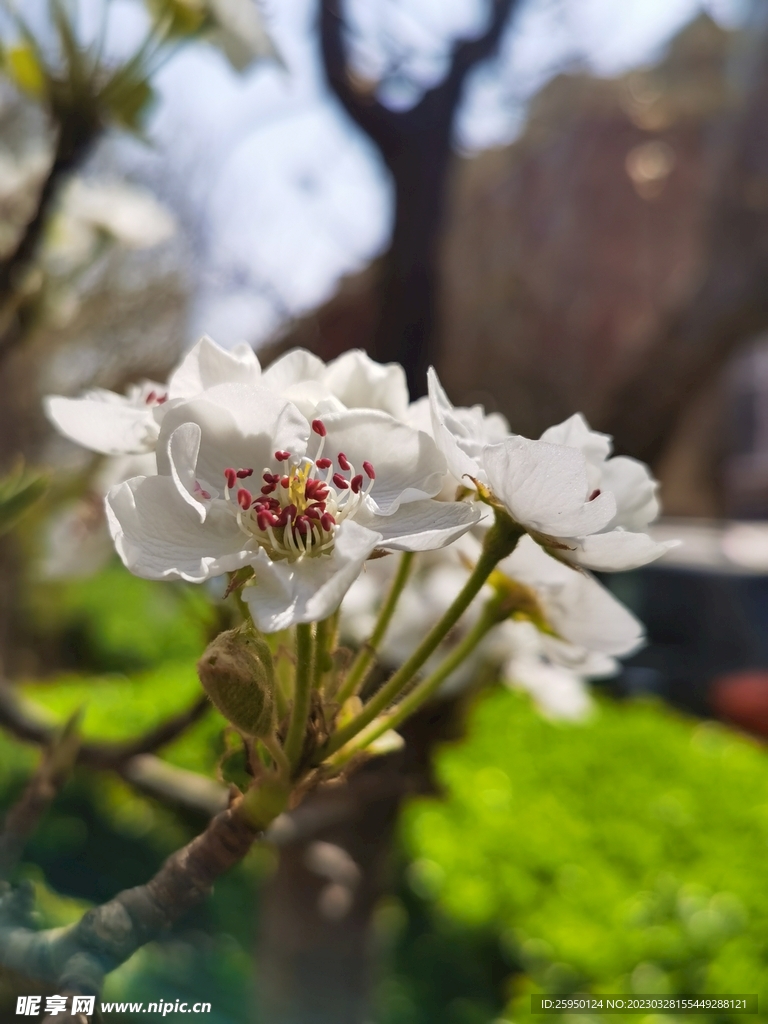 梨花