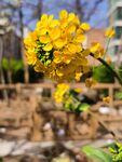 油菜花