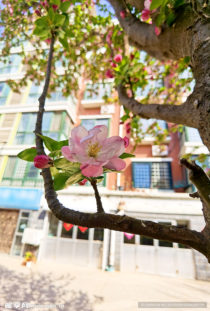  海棠花
