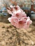 樱花树