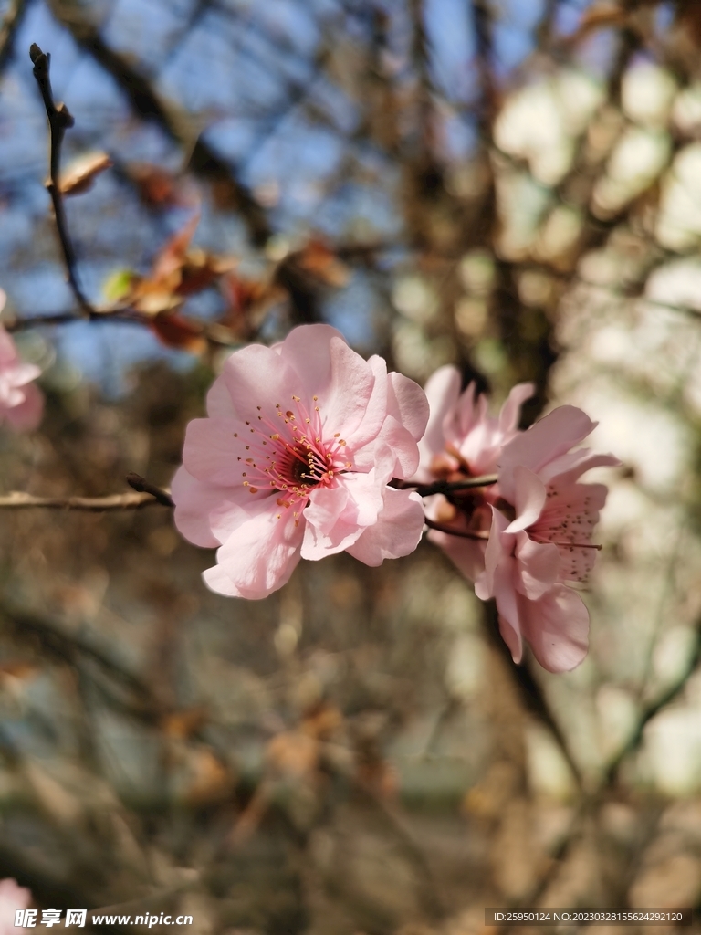 樱花