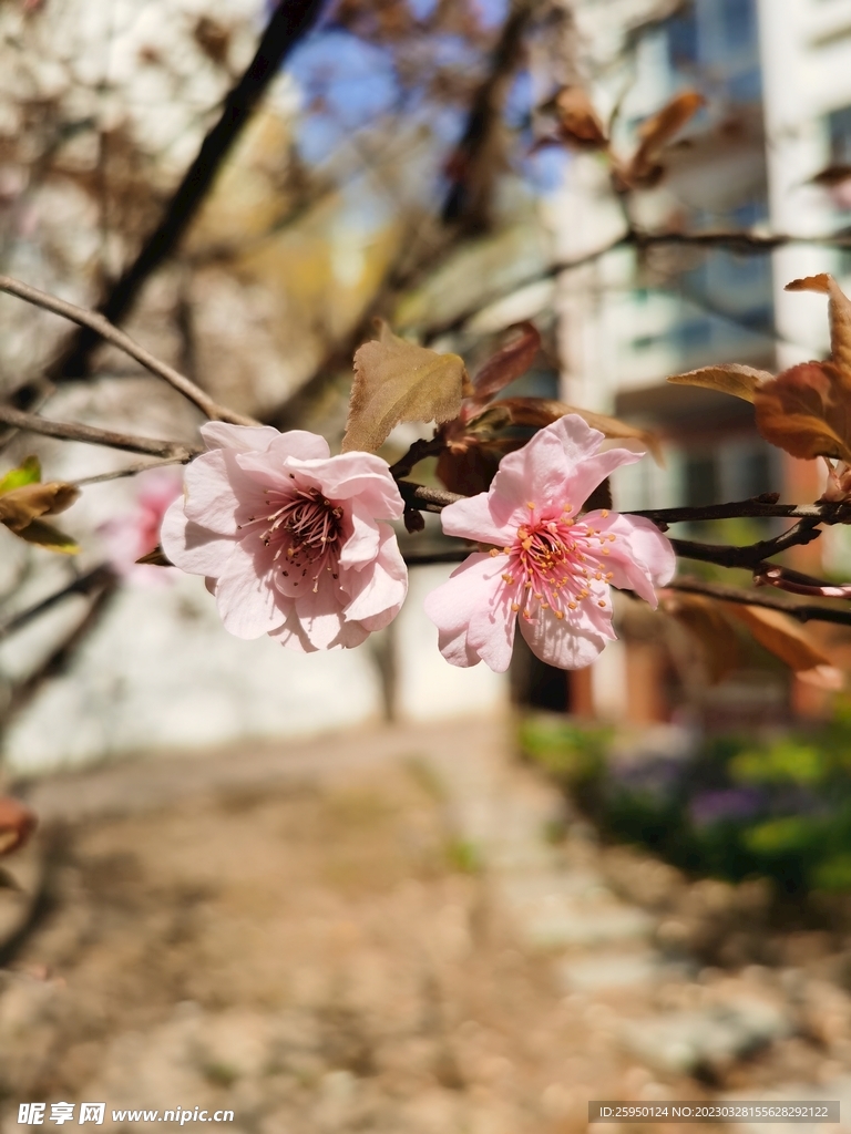 樱花