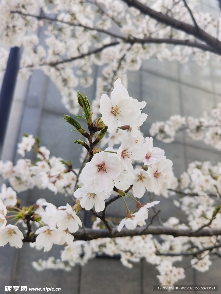 樱花