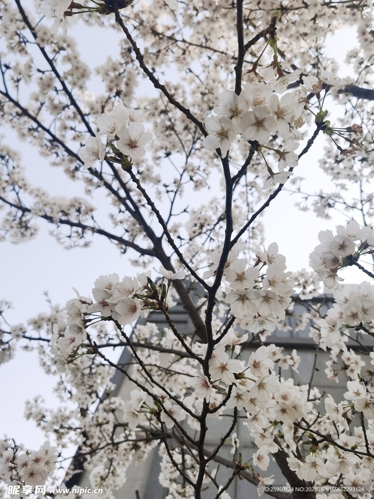 樱花