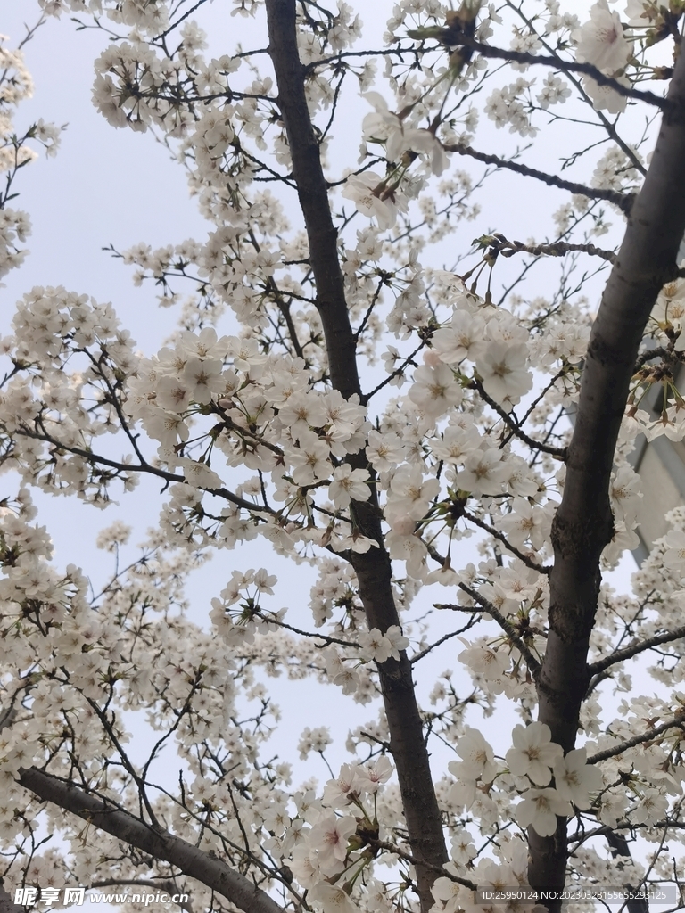 樱花
