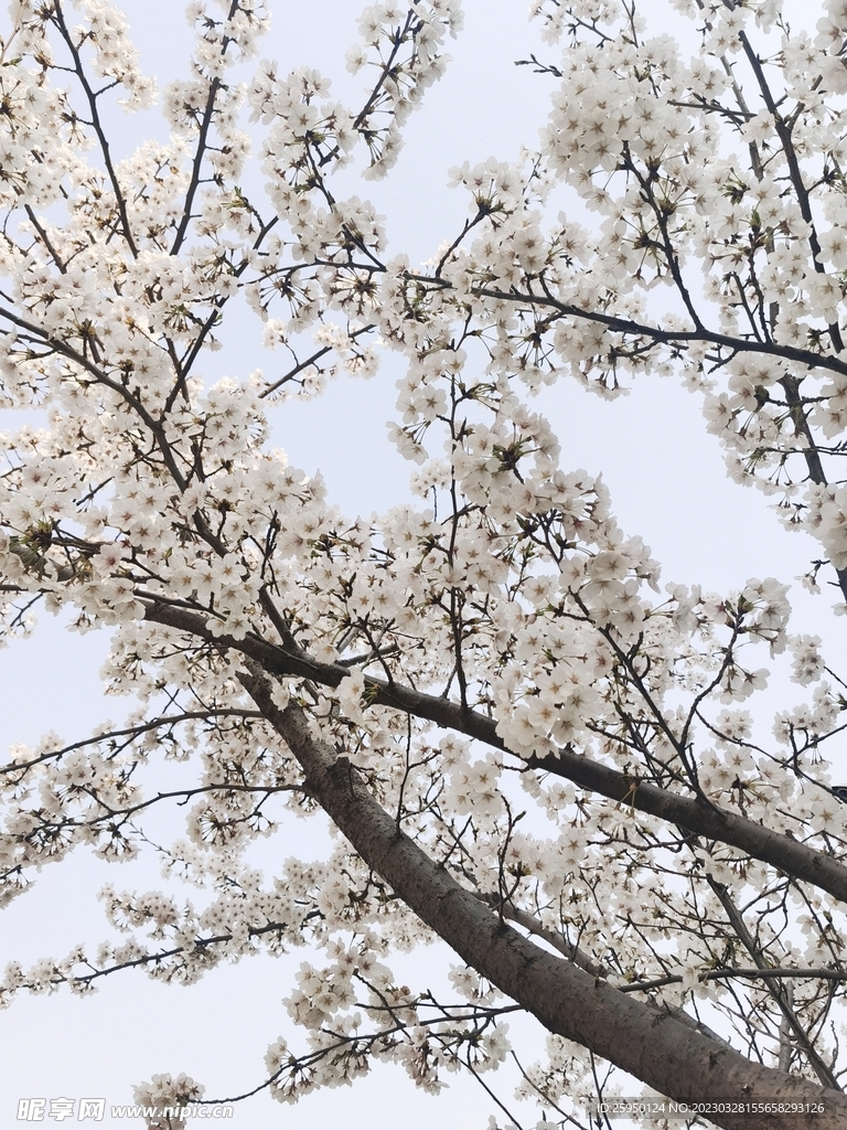 樱花