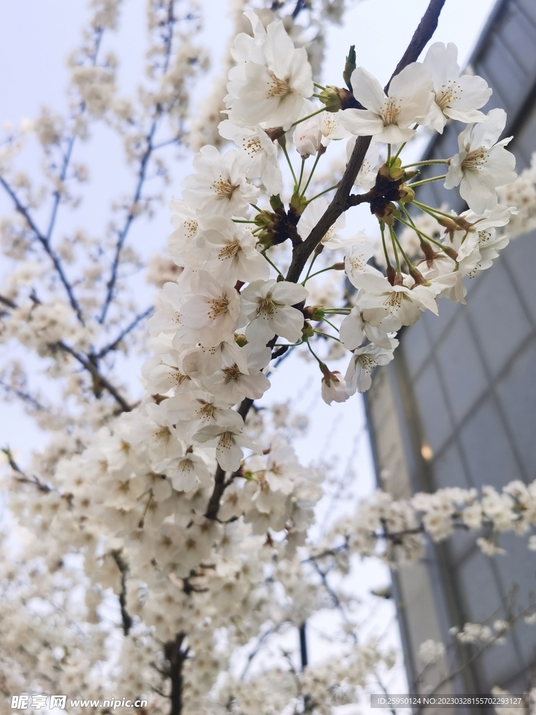 樱花