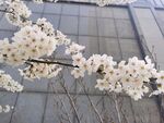 樱花树