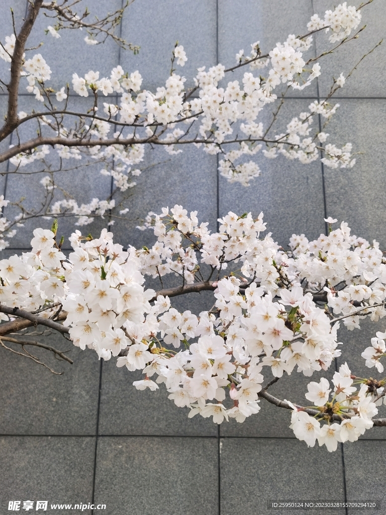 樱花