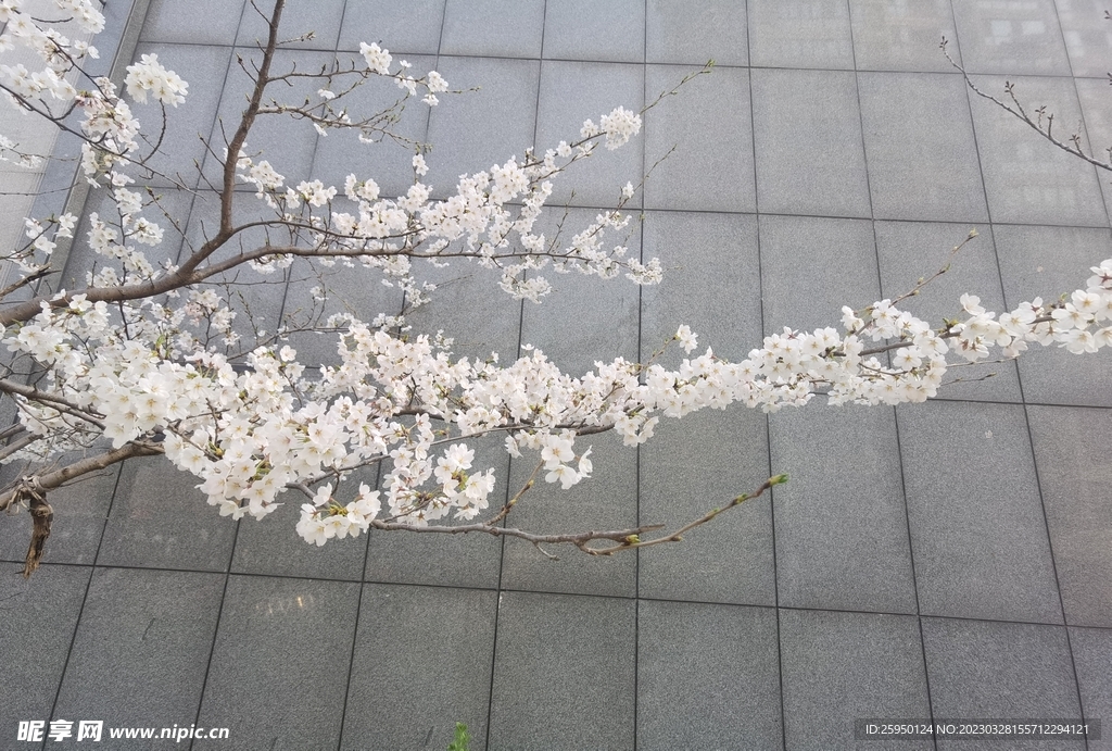 樱花