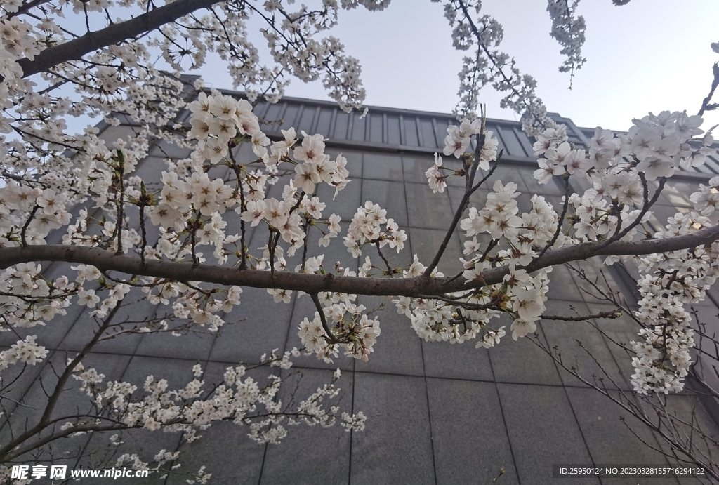 樱花