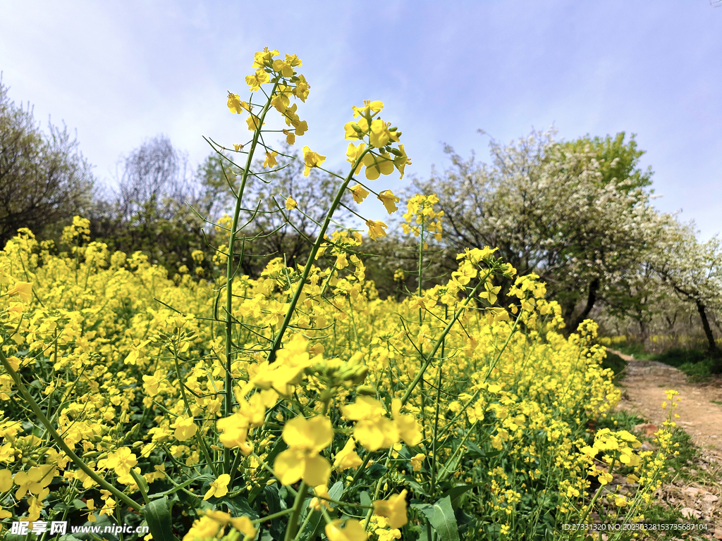 油菜花田