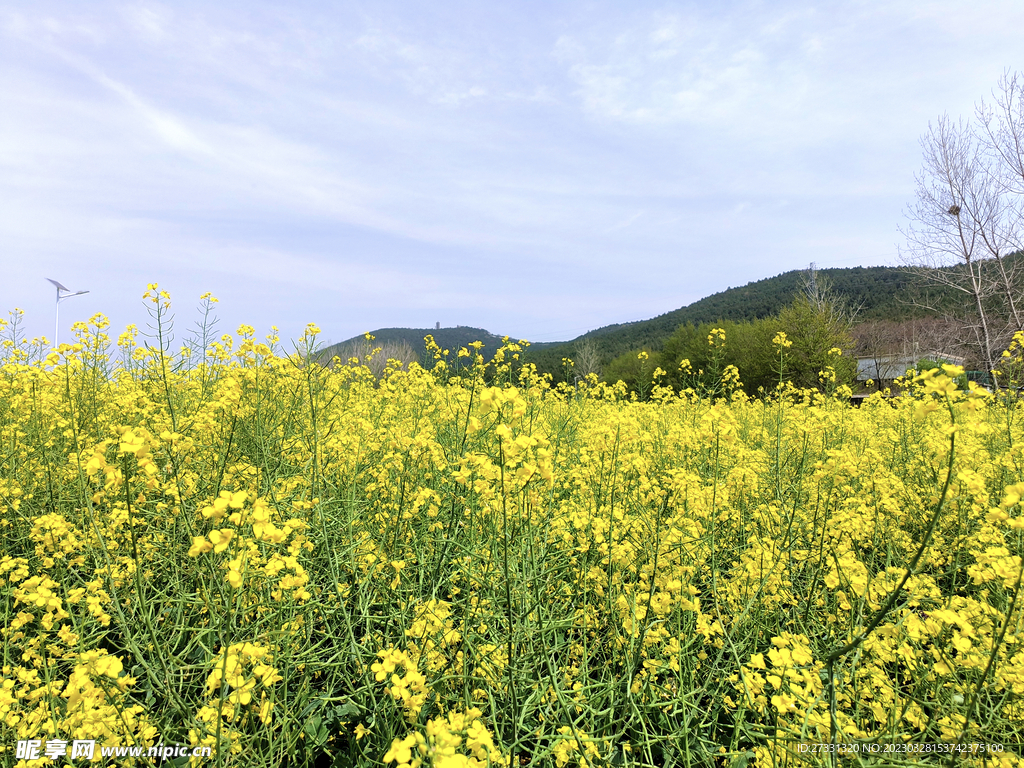 油菜花田