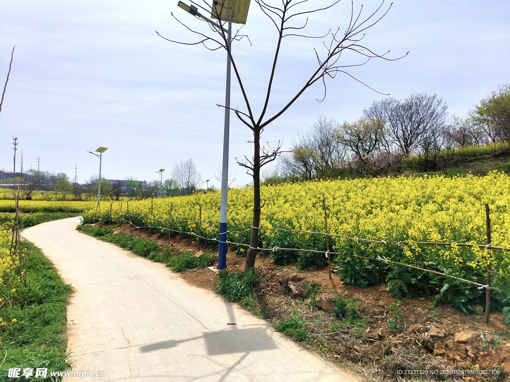 油菜花田