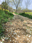 田间花瓣小路