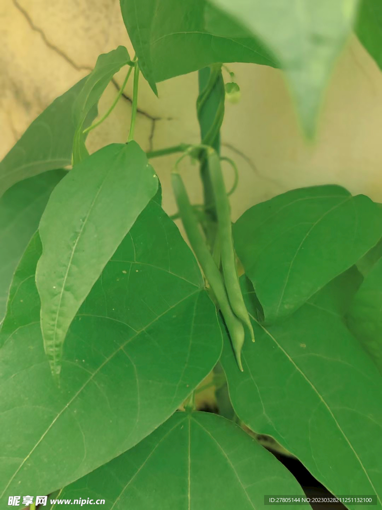 四季豆植物