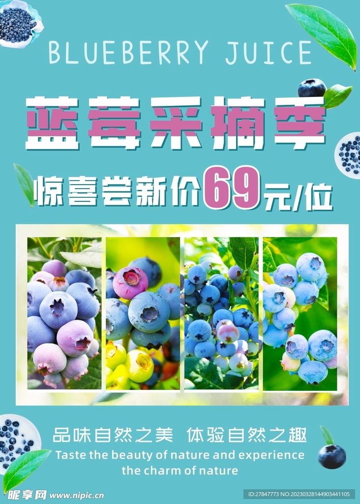 蓝莓采摘海报