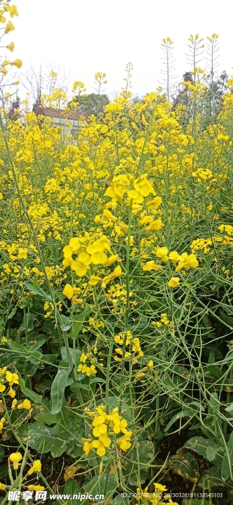 油菜花开