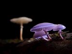 山毛榉粘液根 森林蘑菇