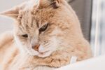 宠物猫 