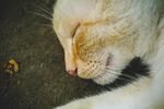 宠物猫