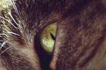 宠物猫