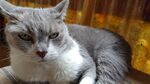 宠物猫 