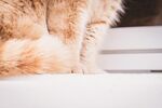 宠物猫